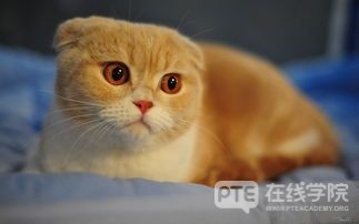 PTE写作还在纠结模版？都9012年了，这……才是关键
