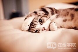 PTE写作还在纠结模版？都9012年了，这……才是关键