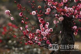 提升PTE口语成绩，先掌握PTE考试耳机使用技巧