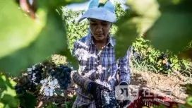 澳洲突然改变签证方案，欲扩大这一签证数量，最长时间可达三年！