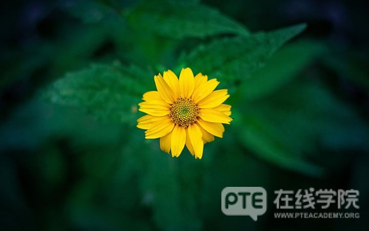 PTE考试为何十个差听力的同学，九个卡SST？