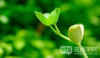 小白必看：PTE口语考试自我介绍计分吗？
