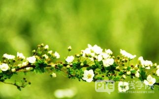 PTE语法必记：名词性从句三大分类