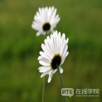 PTE考试DI题型，你是否要注意句子语法？