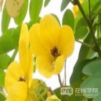 PTE考试为何十个差听力的同学，九个卡SST？