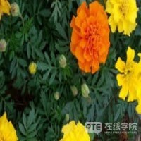 PTE阅读 | RO高频解析（三）